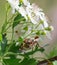 Cockchafer under whitethorn flowers
