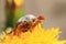 Cockchafer on yellow dandelion