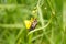 Cockchafer on the yellow flower