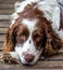 Cocker Spanie Resting Over the Wooden Deck