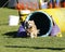 Cocker Spaniel coming out of agility tunnel