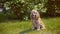 Cocker spaniel dog breathing with tongue out on green grass in sunny park. Beige dog sitting on green lawn in summer