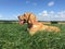 Cocker spaniel dog lying down in open countryside