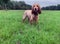 Cocker spaniel  dog stood on a grassy field