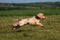 Cocker Spaniel jumping in a field