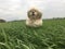 Cocker Spaniel jumping in field of long grass.