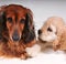 Cocker Spaniel and long hair dachshund