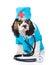 Cocker Spaniel puppy dressed in clothes doctor with stethoscope. isolated on white