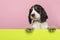 Cocker Spaniel puppy hanging over the border of a lime green board with its paws on a pink background with copy space