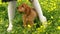 Cocker Spaniel puppy standing between child`s legs