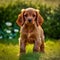 Cocker Spaniel puppy standing on the green meadow in a summer green field. Portrait of a cute Cocker Spaniel pup standing on the