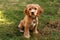 Cocker spaniel puppy in sunlight