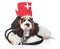 Cocker Spaniel puppy wearing hat doctor with stethoscope. isolated on white