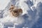 Cocker Spaniel runs for prey in deep snow while hunting