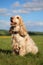 Cocker Spaniel sitting in a field