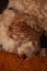 A Cocker Spaniel sleeping on his bed