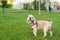 Cocker spaniel stands on green grass in a city park