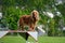 Cocker Spaniel during training - portait