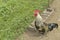 Cockerel crowing by the fence