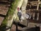 Cockerel crowing whilst sitting on a bench