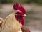 Cockerel head detail - Close up