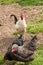 Cockerel looking at two big hens