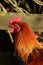 Cockerel, red comb and wattle and orange plumage