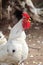 A cockerel with white feathers crowing at midday