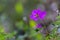 Cockle flower growing in nature