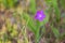 Cockle flower growing in nature