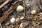Cockle shells lying on a seashore amongst detritus
