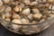 Cockles disgorging in a salad bowl close-up