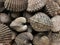 Cockles seafood, pile ofâ€‹ fresh cockles, cockles or scallop fresh raw shellfish, cockle shells for sale in the fresh market