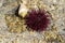 Cockleshell and purple sea urchin on the stony shore of the Mediterranean Sea