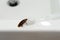 Cockroach in the bathroom on the sink. The problem with insects