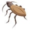 Cockroach beetle icon, isometric style