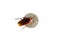 Cockroach on bitcoin on white background