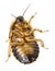 Cockroach - Blaptica dubia