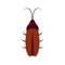 cockroach brown in flat style. isolated 2d vector