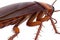 Cockroach bug american creature, close view