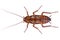 Cockroach bug brown creature, bottom view