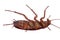 Cockroach bug orange