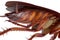 Cockroach bug orange brown, close view
