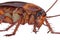 Cockroach bug orange creature, close view