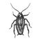 Cockroach bug sketch engraving vector