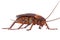 Cockroach bug small