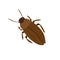 Cockroach character vector design