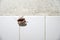 Cockroach crawling on white tile wall