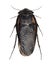 Cockroach, Egyptian desert roach, Polyphaga aegyptiaca