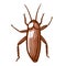 Cockroach hand drawn icon. Insect, home, house parasite pictogram. Pest control, disinfection services.